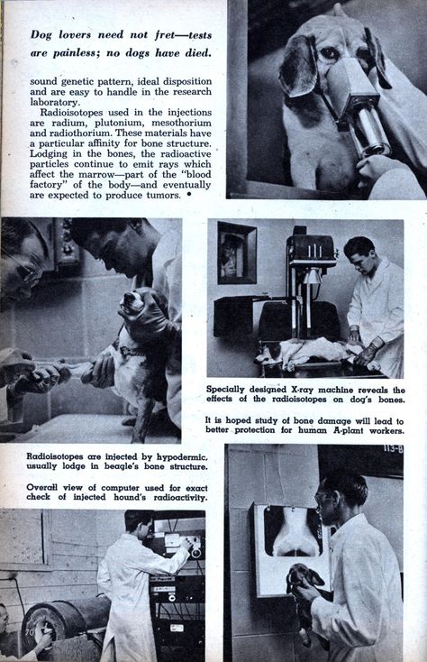 dog lovers need not fret---tests are painless; no dogs have died | radioactive beagles are pointing the way to better safety devices for workers in atomic energy plants | usa 1956 Dog Science, Animal Experiments, Atomic Energy, It Hurts Me, Safety Devices, Media Coverage, Beagle Dog, The Dogs, Pet Owners