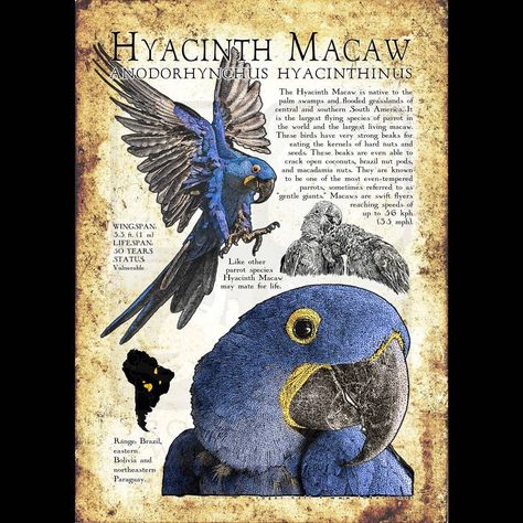 Roger Hall 🇺🇲🌎 on Instagram: “Hyacinth Macaw (Anodorhynchus hyacinthinus)” African Pygmy Kingfisher, Informative Poster, Hyacinth Macaw, Spirit Animal Meaning, Pig Breeds, World Poster, Animal Illustration Art, Ancient Animals, Animal Study