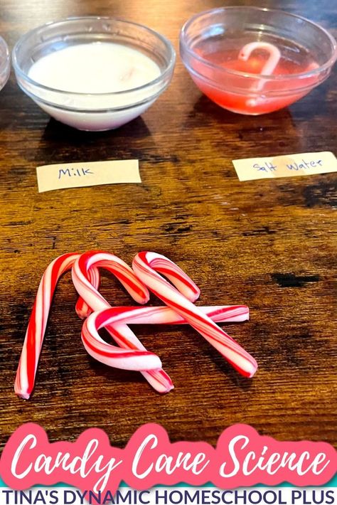 Two Fun Candy Cane Hands-on Science Winter Experiments Winter Experiments, Winter Printables Free, Candy Cane Experiment, Candy Cane Science, Homeschool Crafts, Homeschool Encouragement, Homeschool Planner, Free Homeschool, December 26