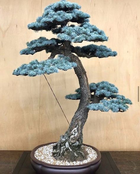 Blue Atlas Cedar Bonsai, Cedar Bonsai, Japanese Waterfall, Jade Plant Bonsai, Bonsai Inspiration, Blue Atlas Cedar, Bonsai Fruit Tree, Bonsai Making, Japanese Bonsai Tree