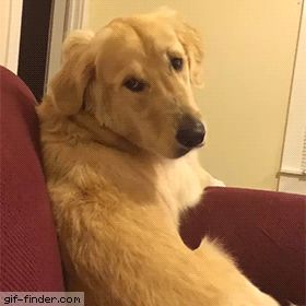 Funny Dog Gif, Dogs Gif, Golden Retrievers, Dog Gifs, Dog Memes, Happy Dogs, Animal Memes, Cute Funny Animals, Maltese