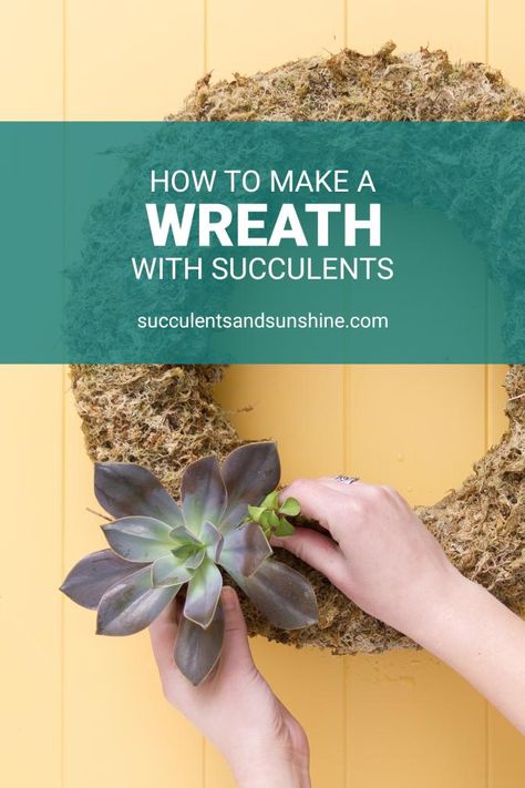 Watering Succulents, Succulent Wreaths, Succulent Wreath Diy, Succulent Diy, How To Water Succulents, Diy Succulent Terrarium, Succulent Decor, Living Wreath, Christmas Garden Decorations