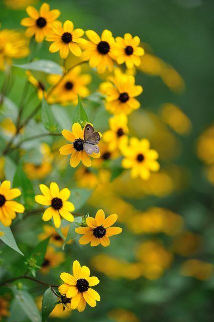 Yellow Rudbeckia - commonly called coneflowers or black-eyed-susans Magic Garden, Black Eyed Susan, Mellow Yellow, Beautiful Blooms, A Butterfly, Dream Garden, Love Flowers, Horticulture, Flowers Photography