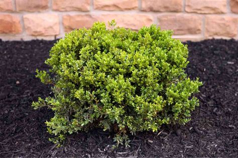 How Long Do Green Velvet Boxwoods Take To Grow? – Thriving Yard Green Velvet Boxwood Landscaping, Green Velvet Boxwood, Boxwood Landscaping, Types Of Shrubs, Box Wood Shrub, Low Maintenance Shrubs, Lawn Care Business, Companion Plants, Foundation Planting