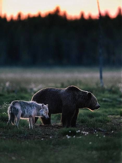 Bear And Wolf, Mystical Pictures, Bear Artwork, Animal Symbolism, Wolf Pictures, Bear Paws, Bear Art, Cute Animal Drawings, Magical Creatures