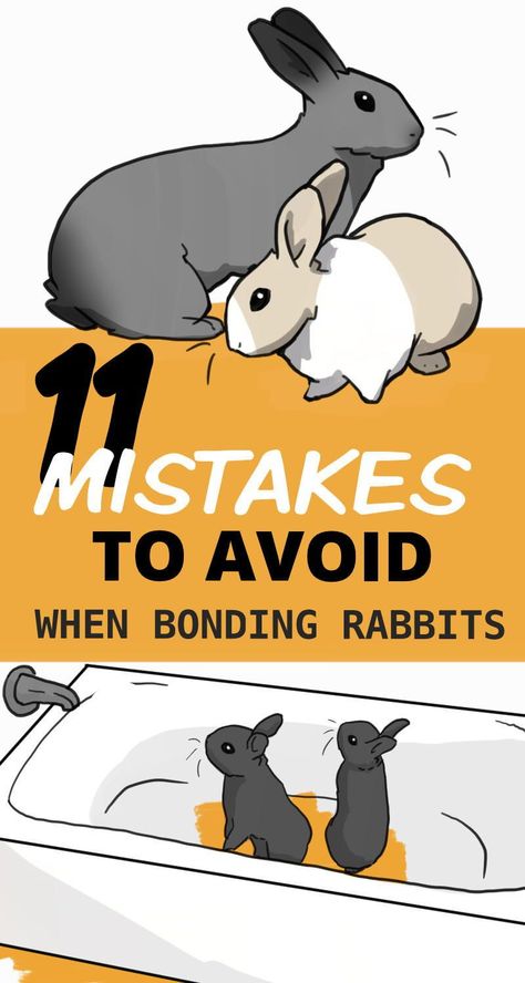 Rabbit Bonding Tips, Bunny Behavior Meaning, Bunny Body Language, Rabbit Set Up, Bonding Bunnies, Rabbit Enclosure Indoor, Pet Bunny Set Up, Rabbit Set Up Indoor, Bunny Set Up Indoor Cute