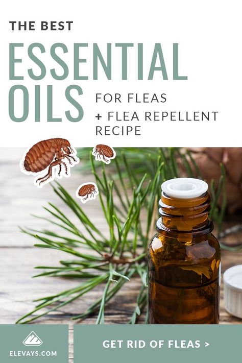 Flea Spray For Dogs Essential Oils, Natural Flee Repelent Cats, Natural Flea Repellant For Cats, Essential Oils To Repel Fleas, Natural Flea Repellant For Dogs, Hood Healer, Flea Remedy For Dogs, Homemade Flea Spray, Essential Oils For Fleas