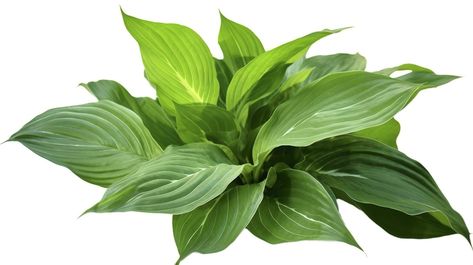 Green leaves hosta plant bush, lush foliage tropic garden plant isolated on white background with clipping path, generate ai Big Leaf Plants, Asian Plants, File Binder, Tropical Trees, Hosta Plants, Bamboo Plant, Tropical Tree, Big Leaves, Foliage Plants