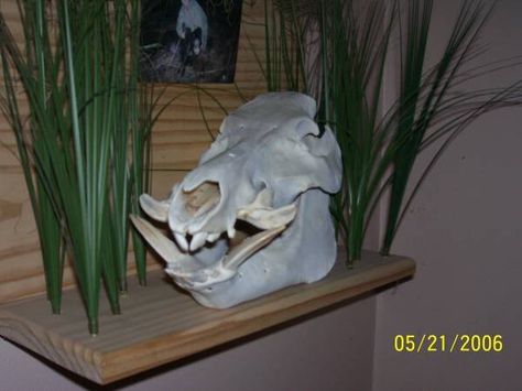 florida mount Hog Skull Mount, Hog Skull, Skull Mount Ideas, Boar Skull, Plaque Ideas, Deer Hunting Tips, Hog Hunting, Deer Mounts, Woodwork Ideas