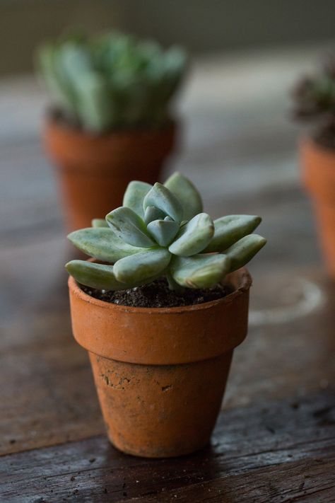 10 Things Nobody Tells You About Succulents Succulent Tips, Propagating Succulents, Growing Succulents, Succulent Gardening, Succulent Care, Succulents Indoor, Mini Plants, Succulent Terrarium, Cactus Y Suculentas