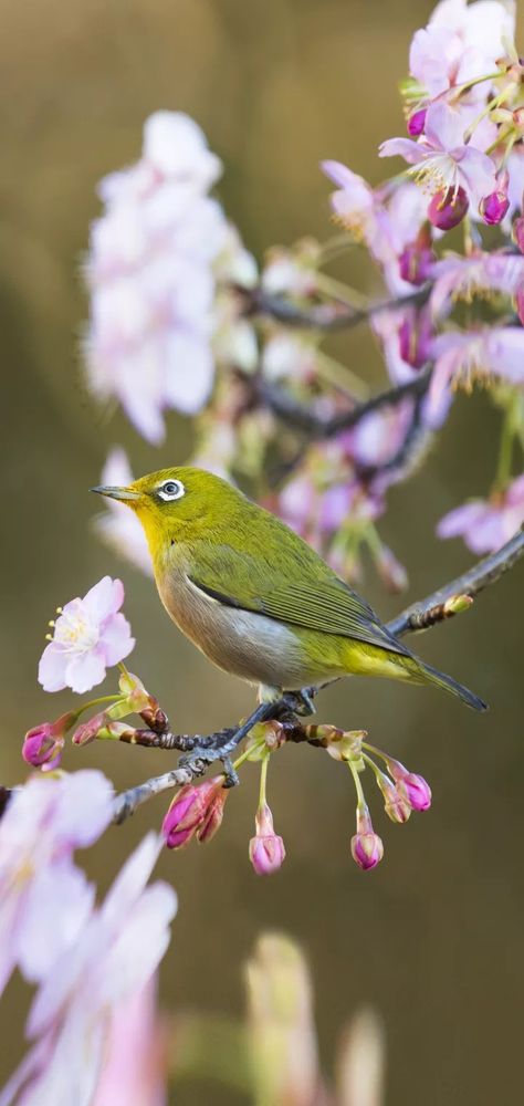 Do You Know about the Silvereye Bird? In Australia and New Zealand its common name is sometimes white-eye, but this name is more commonly used to refer to all members of the genus Zosterops. New Zealand Flora, Australian Wildflowers, Birds Of Australia, Flightless Bird, Wild Kingdom, Rare Birds, White Eyes, Bird Photo, Flora And Fauna