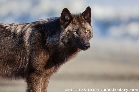 Yukon Wolf, Wolf Hunting, Alaska Wildlife, Yukon Territory, Wolf Photography, Fox Pictures, Timber Wolf, Wolf Drawing, Beautiful Wolves