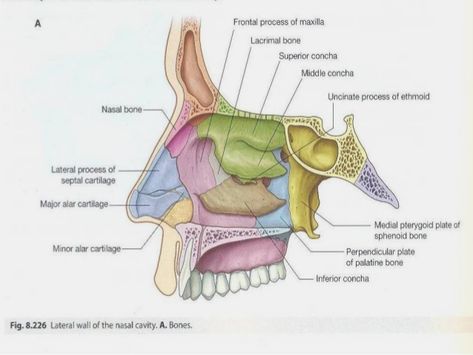 Bones of the Nasal Cavity Palatine Bone, Anatomy Head, Sphenoid Bone, A Level Biology, Nasal Cavity, Medical Student Study, Medical Anatomy, Respiratory System, Anatomy And Physiology