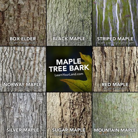 Tree Bark Identification, Maple Tree Bark, Leaf Identification, Wild Food Foraging, Tree Id, Tree Identification, Fallen Leaves, Plant Identification, Tree Care