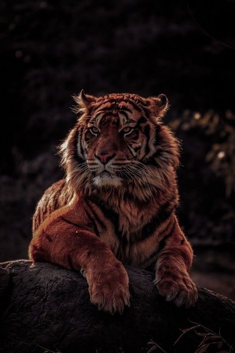 Tigre Y Dragon, Tiger Spirit Animal, Big Cats Photography, Tiger Jewelry, Tiger Artwork, Lion Photography, Tiger Wallpaper, Tiger Love, Cat Obsession