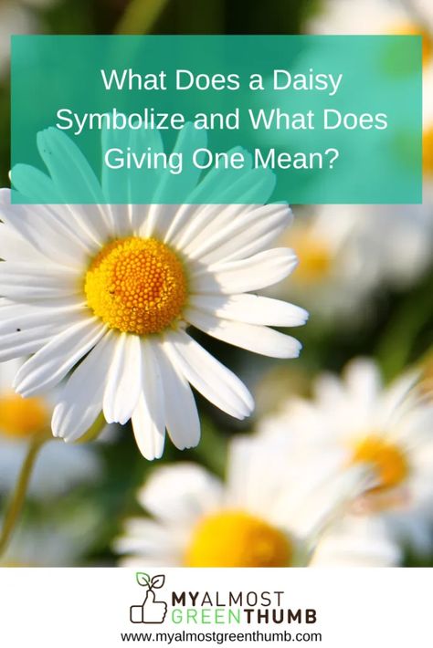 Ever wondered about the meaning and symbolism behind a daisy? Here are a few tidbits of information to help you understand the daisy and its significance. The post What Does a Daisy Symbolize and What Does Giving One Mean? appeared first on My Almost Green Thumb. Meaning Of Daisy Flowers, Daisy Name Aesthetic, Daisy Meaning Flowers, Daisy Pictures Flower, Daisy Meaning, Circle Meaning, Types Of Daisies, Daisy Tattoo Meaning, Daisy Quotes