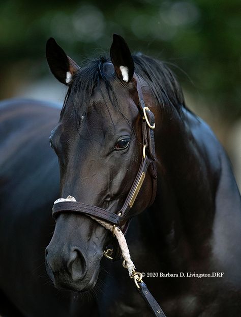 Black Thoroughbred, Thoroughbred Racehorse, Racing Photos, Most Beautiful Horses, Thoroughbred Horse, Equestrian Sports, Pretty Horses, Horse Breeds, Horse Love