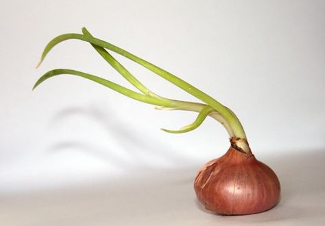 An onion with shoots Sprouted Onions, Growing Garlic From Cloves, Avocado Plant From Seed, Avocado Seed Growing, Green Onions Growing, Prune Fruit, Growing Onions, Avocado Plant, Onion Bulbs