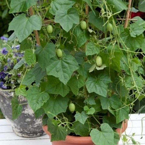 How to Grow Cucamelon | Growing Cucamelons in Pots | Cucamelon Pickles, Cucamelon Growing, Terrace Balcony Ideas, Cucamelon Recipes, Growing Melons, Garden Ideas Indoor, Outside Pool, Weird Plants, Trellis Plants