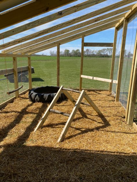 Small Chicken Coop Perch Ideas, Chicken Jungle Gym, Chicken Tree Perch, Chicken Coop Ramp Ideas, Chicken Grow Out Pen, Chicken Swing Diy, Chicken Run Enrichment, Ramps For Chicken Coop, Chicken Perch