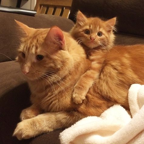 Cat Finds His Mini-Me, Decides To Adopt Him And Raise As His Own 2 Ginger Cats, Ginger Kitten, Ginger Cat, Orange Tabby Cats, Two Cats, Orange Cats, Mama Cat, Ginger Cats, Cute Cats And Kittens