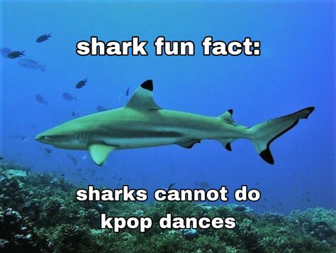 Shark Fun Facts Funny, Thresher Shark Thursday, Silly Shark Photos, Sharks Being Silly, Get Rotated Shark, Shark Reaction Pic, Silly Shark Pfp, Shark Aesthetic Cute, Shark Matching Pfp