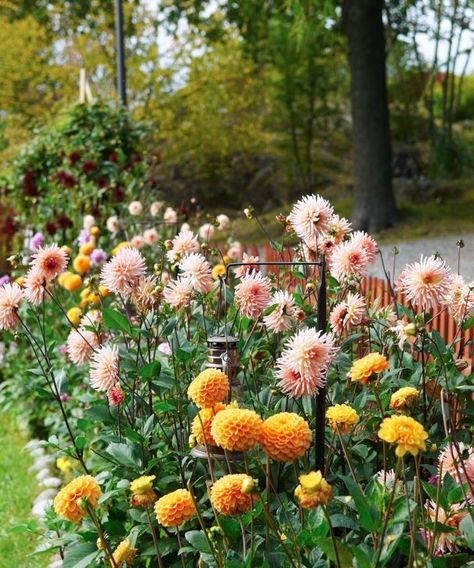 Cut Flower Farm, Cut Flower Garden, Garden Greenhouse, Flower Farm, English Garden, Dream Garden, Cut Flowers, Green Thumb, Girl Room