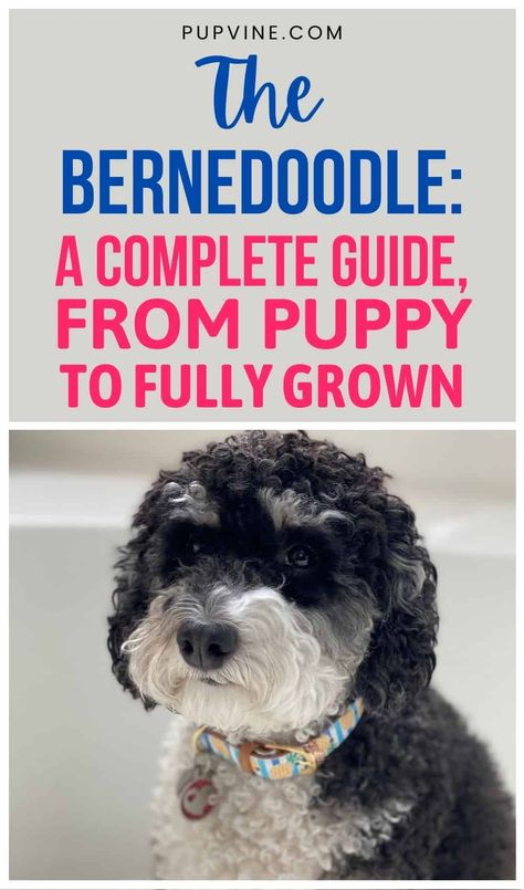 Bernie Doodle, Bernese Mountain Dog Poodle, Cute Pupies, Doodle Dog Breeds, Daisy Doodle, Meds For Dogs, Doodle Dogs, Mini Bernedoodle, Bernedoodle Puppy