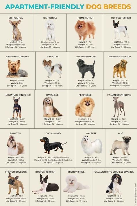 Apartment-Friendly Small Dog Breeds Pet Friendly House Ideas, Big Breed Dogs, Best Dogs For Apartments, Apartment Dog Ideas, Small Dogs Breed, Dogs For Apartments, Cute Small Dog Breeds, Mini Dogs Breeds, Type Of Dogs