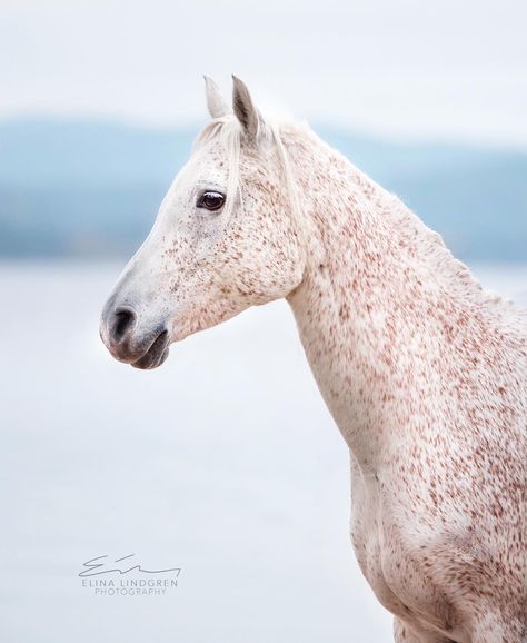 Fleabitten Grey Horse, Fleabitten Horse, Horse Coat Colors, Horse Pics, Horse Inspiration, Dream Horse, Most Beautiful Horses, Grey Horse, Most Beautiful Animals