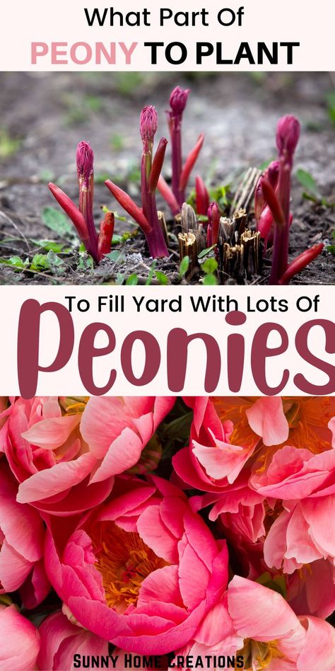 How To Plant Peonies, Plant Peonies, Peony Bulbs, Garden Peonies, Peony Care, Planting Peonies, Peony Root, Growing Peonies, Gardening Flowers