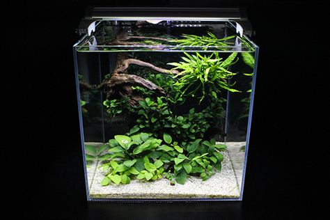 Nano Modern Aquascaping - The Planted Tank Forum Cube Aquarium, Aquarium Set, Fish Tank Terrarium, Aquascape Design, Betta Aquarium, Tropical Fish Tanks, Bawah Air, Fresh Water Fish Tank, Nano Aquarium