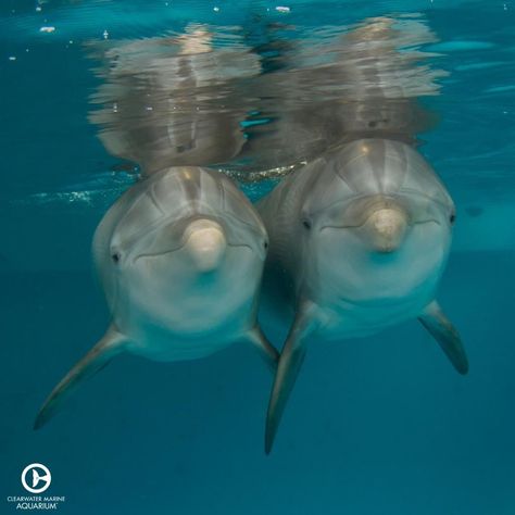 Can you name a more iconic duo? We sure can't, but tell us some of your favorites! ⬇️🤔 Sea Animal Matching Pfp, Animal Duos, Dusty Dubs Animals, Disney Animal Duos, Swimming With Sea Animals, Clearwater Marine Aquarium, Marine Aquarium, Clear Water, Happy Valentine