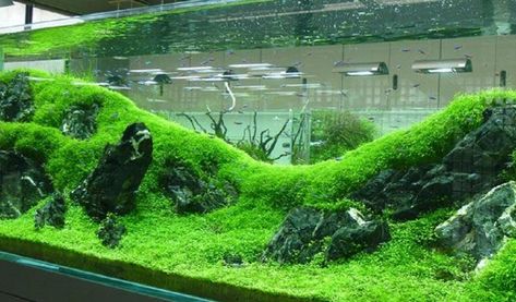 Create a Carpet in Your Planted Tank - hygger Amazing Aquariums, Fish Tank Design, Aquascape Design, Tropical Fish Tanks, Grass Carpet, Aquarium Terrarium, Fresh Water Fish Tank, Nano Aquarium, Aquarium Landscape