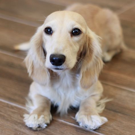 English Dachshund, Miniature Dashound, English Cream Dashound, Cream Dashound, English Cream Mini Daschund, Cream Colored Long Haired Dachshund, English Cream Long Haired Dachshund, English Cream Miniature Dachshund, Long Haired Miniature English Cream Dachshund