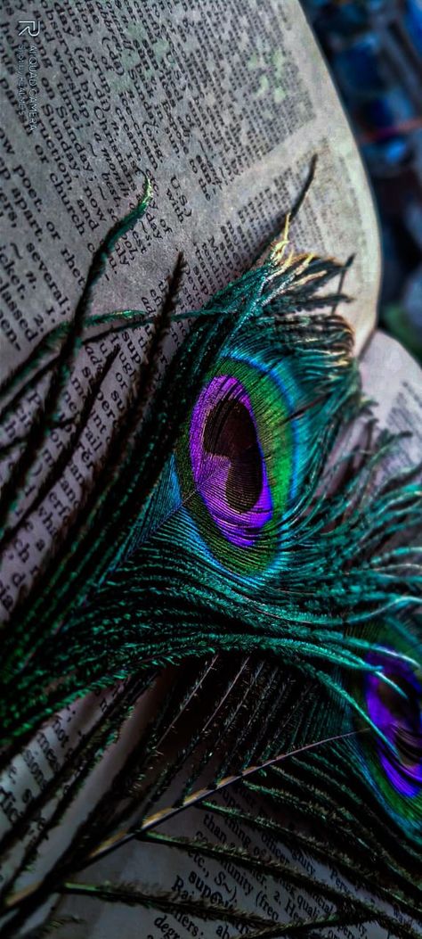 Peacock Wings Wallpaper, Peackok Feather Wallpaper Hd, Peackok Feather Wallpaper, Peacock Aesthetic Wallpaper, Morpankh Wallpaper, Peacock Feather Aesthetic, Peacock Feathers Wallpaper, Peacock Aesthetic, Goth Romance