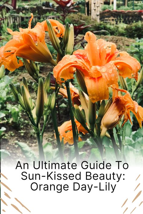 Bask in the Vibrant Glow of Orange Day-Lilies 🌞🌺 Explore the ultimate guide to cultivating the sun-kissed beauty of Orange Day-Lilies. Perfect for adding a pop of color to your garden, these hardy and vibrant flowers are easy to care for and thrive in a variety of conditions. #OrangeDayLily #GardeningLove #FlowerGarden Day Lily Garden, Types Of Lilies, Day Lily, Day Lilies, Perennial Flowers, Lily Plants, Simple Home Decor, Vibrant Flowers, Replant