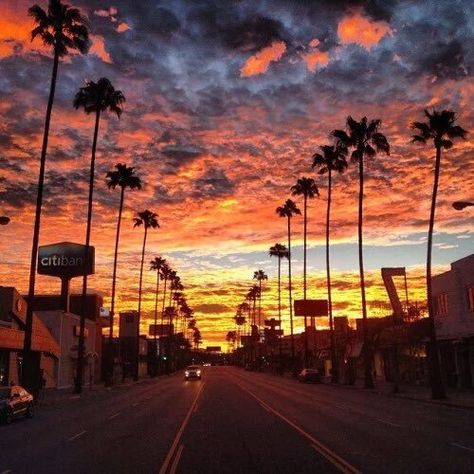 Embedded image Iphone Wallpaper California, Los Angeles Wallpaper, Ventura Boulevard, California Wallpaper, Los Angeles Aesthetic, Palm Tree Sunset, California Sunset, Adventure Aesthetic, Vw T1