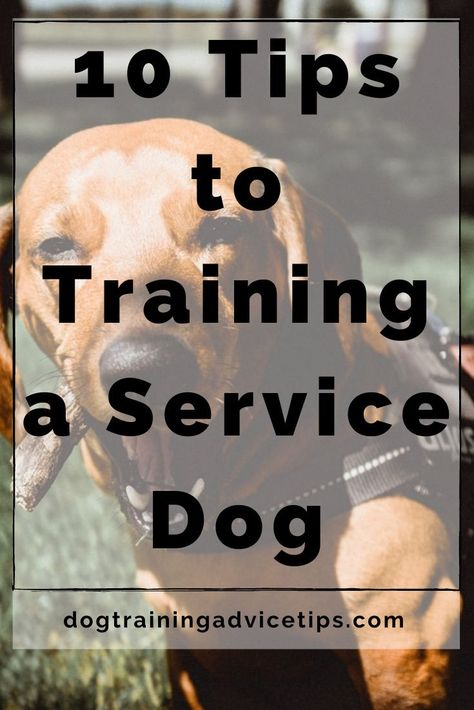 Dog Dental Hygiene, Holistic Dog Care, Dog Rescue Stories, Psychiatric Service Dog, Agility Training For Dogs, Service Dog Training, Pregnant Dog, Hand Signals, Dog Training Advice