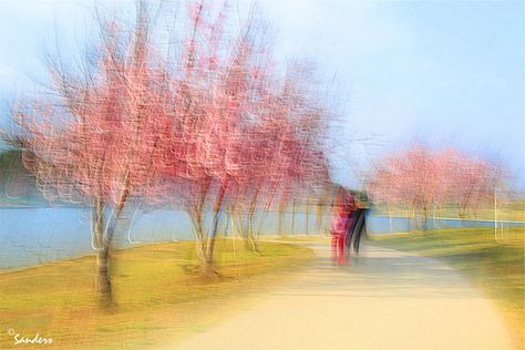 Photo Impressionism and camera shake technique: image of couples on a path lined with pink flowering trees near Lake Balboa by Gerald Sanders. Pink Flowering Trees, Blur Photography, Blur Photo, Photography Lessons, Abstract Photography, Balboa, Artistic Photography, Photography Techniques, Flowering Trees