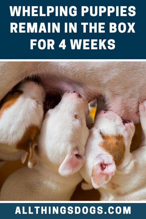 Puppy Containment Ideas, Raising Puppies From Birth, Caring For Newborn Puppies, Welping Box Ideas Puppies, Whelping Box Ideas, Whelping Room, Newborn Puppy Care, Welping Box, Puppy Advice