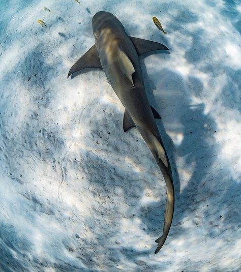 Lemon Shark Aesthetic, Shark Birds Eye View, Lemon Shark Drawing, Shark Core, Lemon Shark, Shark Conservation, Cool Sharks, Shark Drawing, Nurse Shark