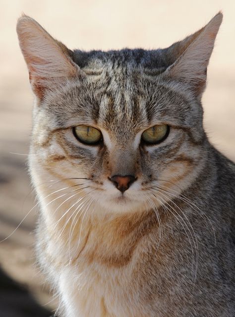 African Wildcat, African Wild Cat, Wild Cat Species, Golden Cat, Small Wild Cats, Forest Habitat, Cat Species, Awesome Animals, Feral Cats