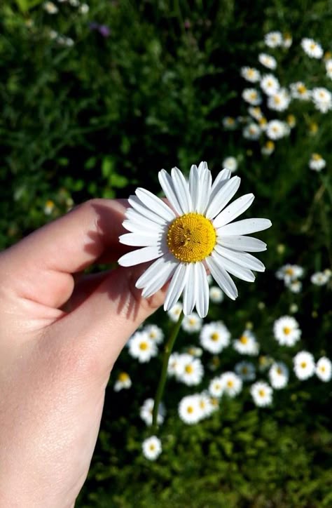 Daisies Whatsapp Wallpapers Hd, All The Bright Places, Hand Photography, Photographie Portrait Inspiration, Sunflower Wallpaper, Best Iphone Wallpapers, Tumblr Wallpaper, Nature Wallpaper, Flower Wallpaper