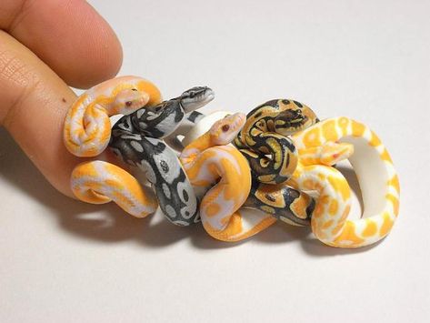 Stunning Python Rings, Ceramic Snake, Python Royal, Clay Ball, Cute Snakes, Baby Snakes, Python Morphs, Danger Noodles, Python Regius