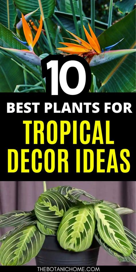 Top 23 tropical indoor plant ideas for creating jungle vibes with stylish indoor plants decor and interior design plants. Tropical House Plants Indoor, Tropical Plants Indoor, Tropical Indoor Plants, Best House Plants, Indoor Plant Ideas, Tropical Garden Plants, Indoor Plants Decor, Indoor Tropical Plants, Interior Design Plants