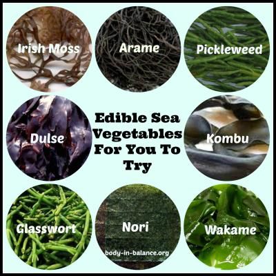 Dr Sebi Alkaline Food, Edible Seaweed, Wild Food Foraging, Full Body Detox, Healthy Food Menu, Foraged Food, Sea Vegetables, Healing Garden, Functional Food