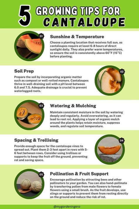 Cantaloupe Growing Tips, Cantaloupe Companion Planting, Cantelope Fruit Benefits, Cantaloupe Plant, Planting Cantaloupe, Benefits Of Cantaloupe, Cantaloupe Fruit, Growing Melons, Raised Garden Beds Diy Vegetables