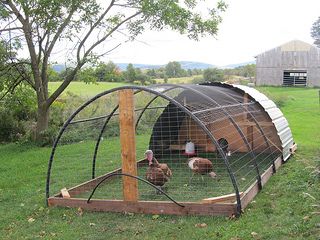 Turkey tractor | Flickr - Photo Sharing! Turkey Tractor, Chicken Run Ideas, Reban Ayam, Turkey Tips, Raising Turkeys, Diy Turkey, Meat Birds, Chicken Drawing, Baby Chicken