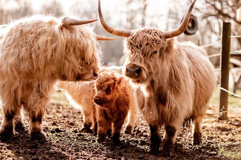 Micro Miniature Cattle | Rocking L Ranch Mini Cattle, Mini Fluffy Cows Highland Cattle, Miniature Dairy Cows, Minature Cows Highlands, Miniature Cattle, Miniature Galloway Cattle, Miniature Cows, Highland Calf, Highland Cattle